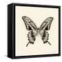 Butterfly VI BW Crop-Debra Van Swearingen-Framed Stretched Canvas