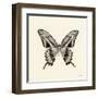 Butterfly VI BW Crop-Debra Van Swearingen-Framed Art Print