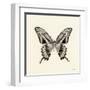 Butterfly VI BW Crop-Debra Van Swearingen-Framed Art Print