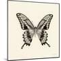 Butterfly VI BW Crop-Debra Van Swearingen-Mounted Art Print