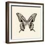 Butterfly VI BW Crop-Debra Van Swearingen-Framed Art Print