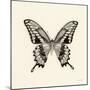Butterfly VI BW Crop-Debra Van Swearingen-Mounted Art Print