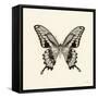 Butterfly VI BW Crop-Debra Van Swearingen-Framed Stretched Canvas