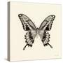 Butterfly VI BW Crop-Debra Van Swearingen-Stretched Canvas