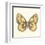 Butterfly VI-Sophie Golaz-Framed Premium Giclee Print