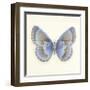 Butterfly VII-Sophie Golaz-Framed Premium Giclee Print