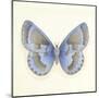 Butterfly VII-Sophie Golaz-Mounted Premium Giclee Print