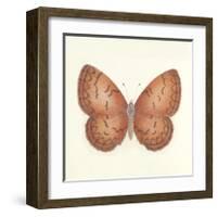 Butterfly VIII-Sophie Golaz-Framed Premium Giclee Print