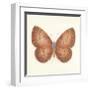 Butterfly VIII-Sophie Golaz-Framed Premium Giclee Print