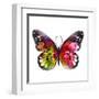 Butterfly Watercolor I-Jensen Adamsen-Framed Art Print