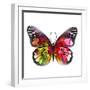 Butterfly Watercolor I-Jensen Adamsen-Framed Art Print