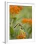 Butterfly Weed a Kind of Milkweed, Prairie, Jenson Lake Park, Eagan, Minnesota, Usa-Rob Sheppard-Framed Photographic Print