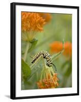 Butterfly Weed a Kind of Milkweed, Prairie, Jenson Lake Park, Eagan, Minnesota, Usa-Rob Sheppard-Framed Photographic Print