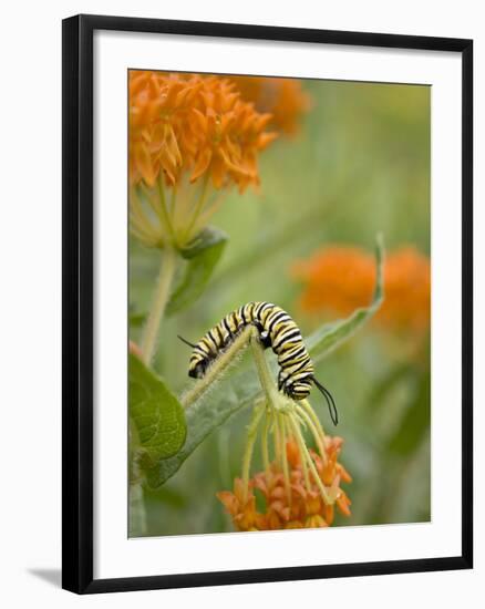 Butterfly Weed a Kind of Milkweed, Prairie, Jenson Lake Park, Eagan, Minnesota, Usa-Rob Sheppard-Framed Photographic Print