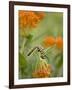 Butterfly Weed a Kind of Milkweed, Prairie, Jenson Lake Park, Eagan, Minnesota, Usa-Rob Sheppard-Framed Photographic Print