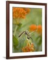 Butterfly Weed a Kind of Milkweed, Prairie, Jenson Lake Park, Eagan, Minnesota, Usa-Rob Sheppard-Framed Photographic Print