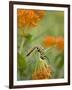 Butterfly Weed a Kind of Milkweed, Prairie, Jenson Lake Park, Eagan, Minnesota, Usa-Rob Sheppard-Framed Photographic Print