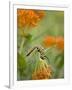 Butterfly Weed a Kind of Milkweed, Prairie, Jenson Lake Park, Eagan, Minnesota, Usa-Rob Sheppard-Framed Photographic Print