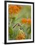 Butterfly Weed a Kind of Milkweed, Prairie, Jenson Lake Park, Eagan, Minnesota, Usa-Rob Sheppard-Framed Photographic Print