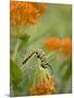 Butterfly Weed a Kind of Milkweed, Prairie, Jenson Lake Park, Eagan, Minnesota, Usa-Rob Sheppard-Mounted Photographic Print