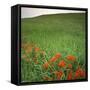 Butterfly Weed, Konza Prairie Natural Area, Kansas, USA-Charles Gurche-Framed Stretched Canvas