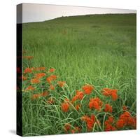 Butterfly Weed, Konza Prairie Natural Area, Kansas, USA-Charles Gurche-Stretched Canvas