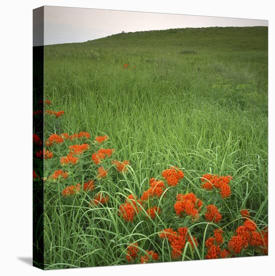 Butterfly Weed, Konza Prairie Natural Area, Kansas, USA-Charles Gurche-Stretched Canvas