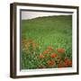 Butterfly Weed, Konza Prairie Natural Area, Kansas, USA-Charles Gurche-Framed Photographic Print