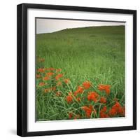 Butterfly Weed, Konza Prairie Natural Area, Kansas, USA-Charles Gurche-Framed Photographic Print