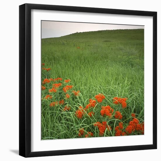 Butterfly Weed, Konza Prairie Natural Area, Kansas, USA-Charles Gurche-Framed Photographic Print