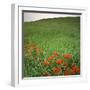 Butterfly Weed, Konza Prairie Natural Area, Kansas, USA-Charles Gurche-Framed Photographic Print