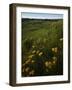 Butterfly Weed, Sand Hills State Park, Kansas, USA-Charles Gurche-Framed Photographic Print