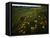 Butterfly Weed, Sand Hills State Park, Kansas, USA-Charles Gurche-Framed Stretched Canvas