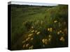 Butterfly Weed, Sand Hills State Park, Kansas, USA-Charles Gurche-Stretched Canvas