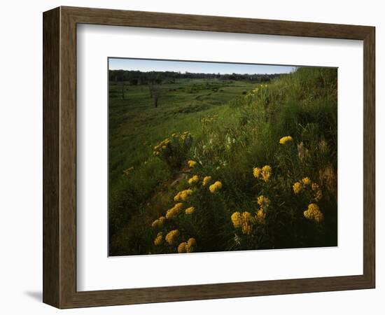 Butterfly Weed, Sand Hills State Park, Kansas, USA-Charles Gurche-Framed Photographic Print