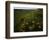 Butterfly Weed, Sand Hills State Park, Kansas, USA-Charles Gurche-Framed Photographic Print