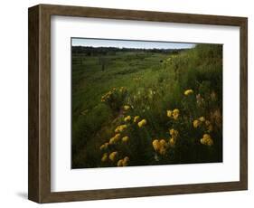 Butterfly Weed, Sand Hills State Park, Kansas, USA-Charles Gurche-Framed Photographic Print