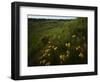 Butterfly Weed, Sand Hills State Park, Kansas, USA-Charles Gurche-Framed Photographic Print