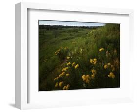 Butterfly Weed, Sand Hills State Park, Kansas, USA-Charles Gurche-Framed Photographic Print