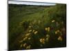 Butterfly Weed, Sand Hills State Park, Kansas, USA-Charles Gurche-Mounted Photographic Print