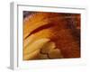 Butterfly Wing Detail-Gavriel Jecan-Framed Photographic Print