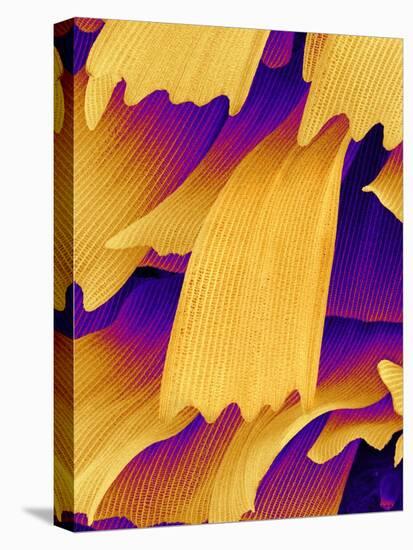 Butterfly Wing Scales, SEM-Susumu Nishinaga-Stretched Canvas