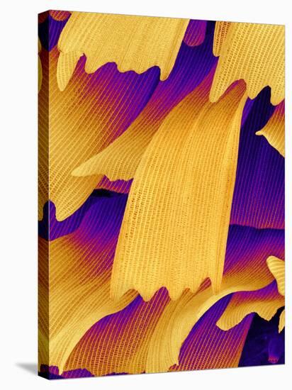 Butterfly Wing Scales, SEM-Susumu Nishinaga-Stretched Canvas