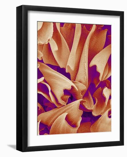 Butterfly Wing Scales, SEM-Susumu Nishinaga-Framed Photographic Print