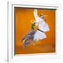 Butterfly with lavender as a jewellery-Alexander Georgiadis-Framed Photographic Print