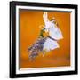 Butterfly with lavender as a jewellery-Alexander Georgiadis-Framed Photographic Print