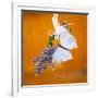 Butterfly with lavender as a jewellery-Alexander Georgiadis-Framed Photographic Print