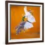Butterfly with lavender as a jewellery-Alexander Georgiadis-Framed Photographic Print