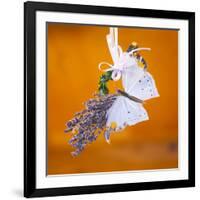 Butterfly with lavender as a jewellery-Alexander Georgiadis-Framed Photographic Print