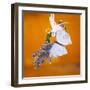 Butterfly with lavender as a jewellery-Alexander Georgiadis-Framed Premium Photographic Print